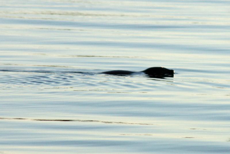 Another busy creature in Camden Harbor early Monday morning, a seal. (Photo by Holly S. Edwards)