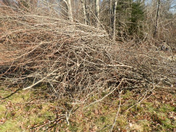 Tree branchs & old wood (Milbridge)