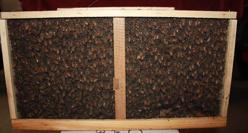 A package of about 12,000-15,000 bees before installation at Jean Vose's beehives in Nobleboro April 20. (Photo by Holly S. Edwards)