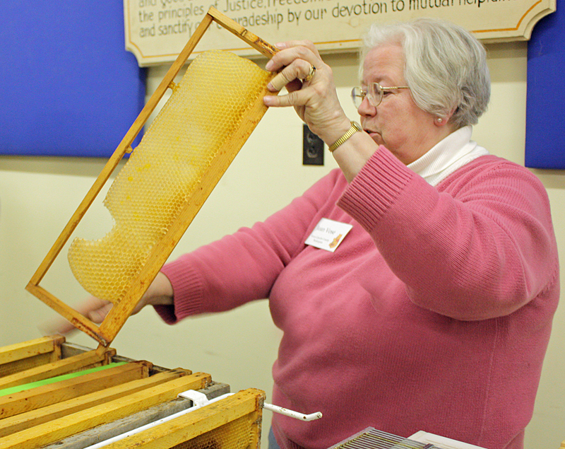 Jean Vose displays a foundationless frame on which honeybees have drawn the comb from top to bottom. (Photo by Holly S. Edwards)