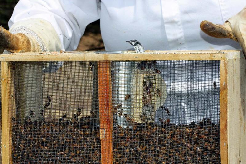 A tap of the package on the ground causes the bees to fall and exposes the feeding can and queen bee in her cage. (Photo by Holly S. Edwards)