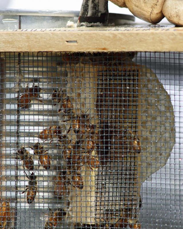 Having spent up to a week in the package, the bees have already begun to make comb around the queen. (Photo by Holly S. Edwards)