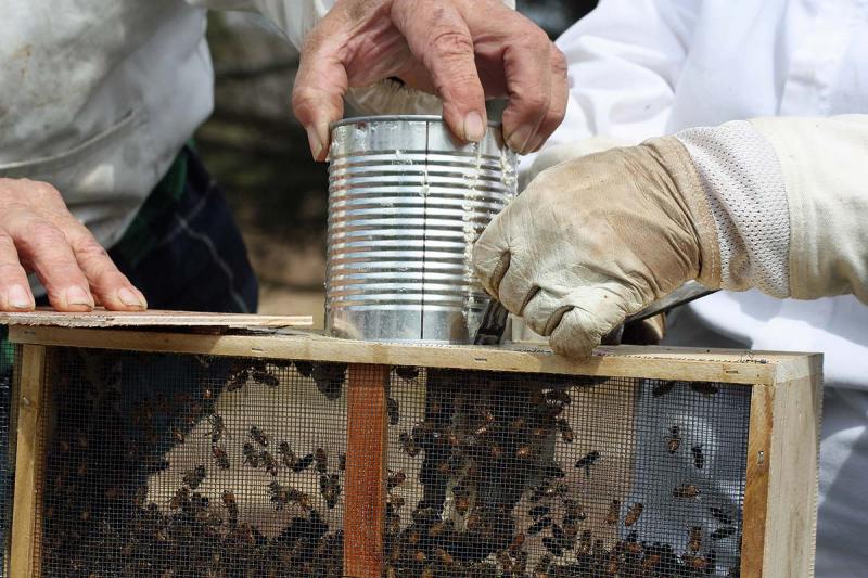 An extra pair of hands is helpful when working with a package of honeybees during the installation process. (Photo by Holly S. Edwards)