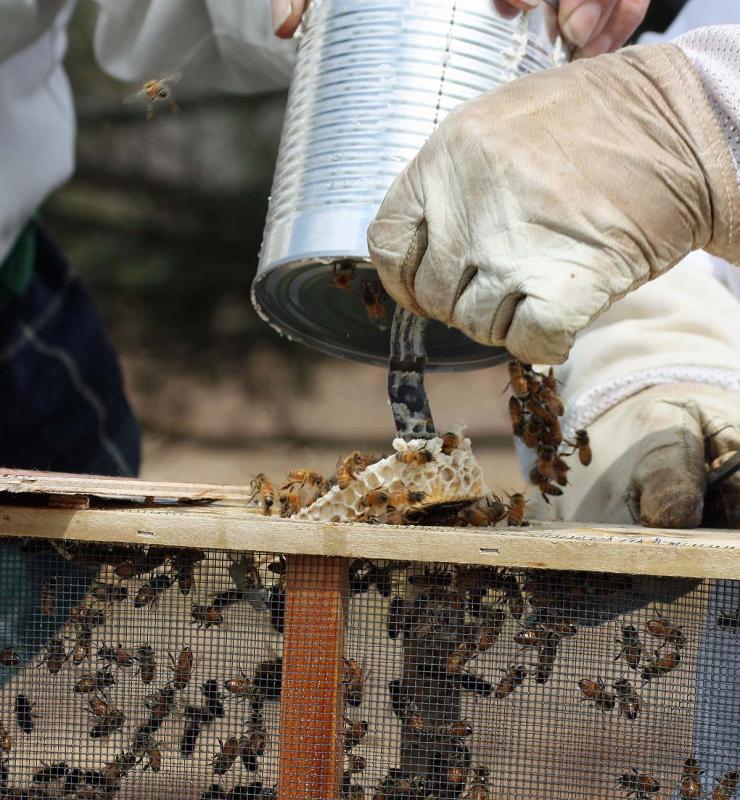 The queen honeybee in her cage is removed. (Photo by Holly S. Edwards)