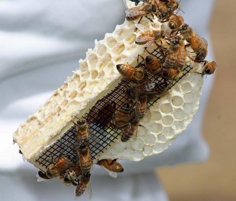 Worker bees cling to the queen's cage, as they have been tending her through the wire during transport. (Photo by Holly S. Edwards)