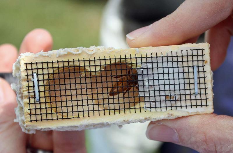 The queen bee travels in this cage, which is sealed at one end and has a removable cork at the other end. (Photo by Holly S. Edwards)