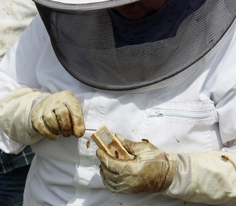 Behind the cork is another plug made of sugar candy from which the queen has been feeding. By poking a small hole through the candy, the workers will eat through the candy to release the queen inside the hive. (Photo by Holly S. Edwards)