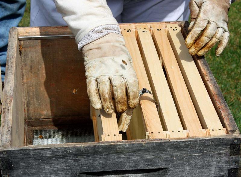 The queen in her cage is placed between to frames in the center of the hive. (Photo by Holly S. Edwards)