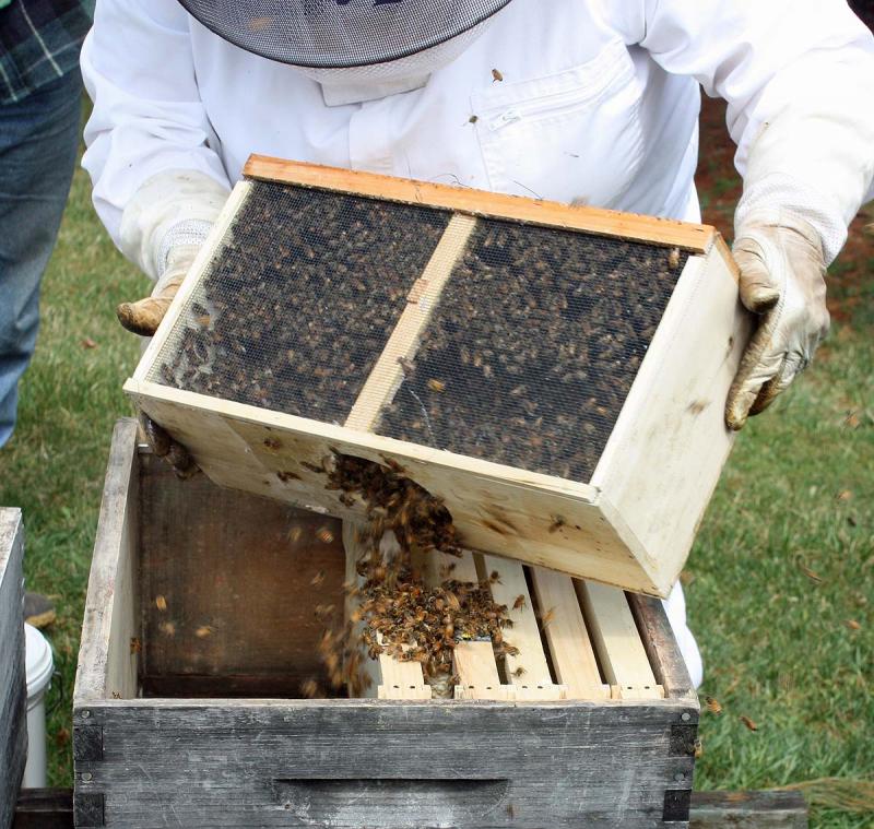 Removing the top from the package again, the bees are literally poured into the hive. (Photo by Holly S. Edwards)