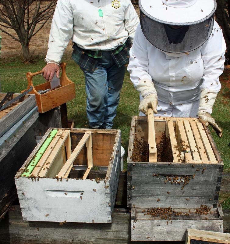 Using care not to squish bees, frames are put back into the hive. (Photo by Holly S. Edwards)