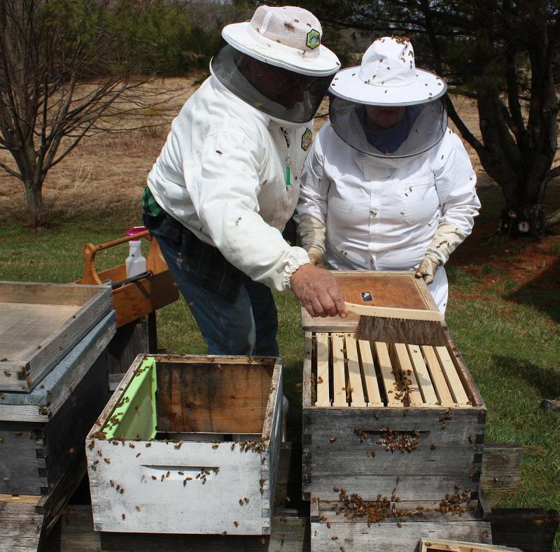 A soft bee brush is used to gentle move bees off the top so the inner cover can be placed over it. (Photo by Holly S. Edwards)