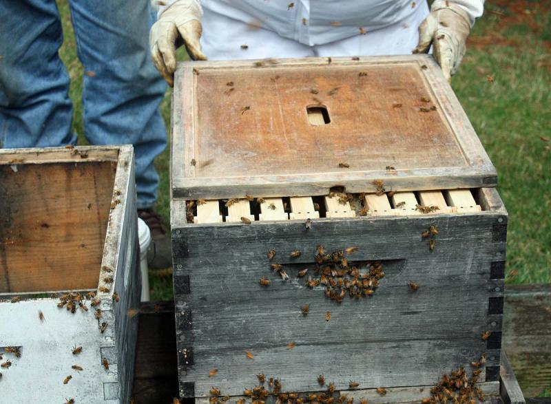 Atop this inner cover will go the white feeding bucket filled with sugar syrup for the bees to help them begin to build the honeycomb. (Photo by Holly S. Edwards)