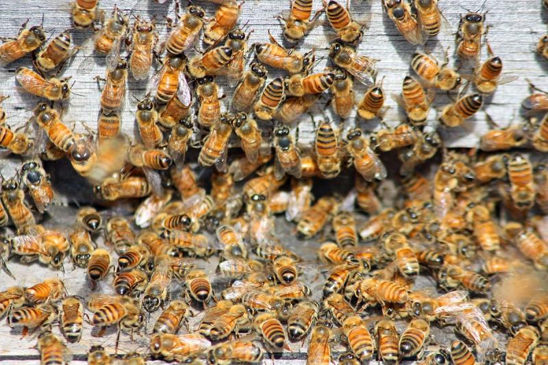With 12,000 to 15,000 bees to go in the hive, those that were not poured in from the top congregate at the entrance to get in. (Photo by Holly S. Edwards)