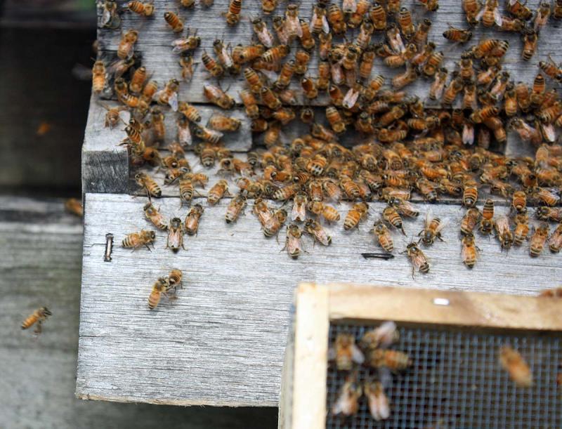 By placing the package outside the hive and at an angle, stragglers will eventually fly up and out of the opening, and into the hive with the others. (Photo by Holly S. Edwards)