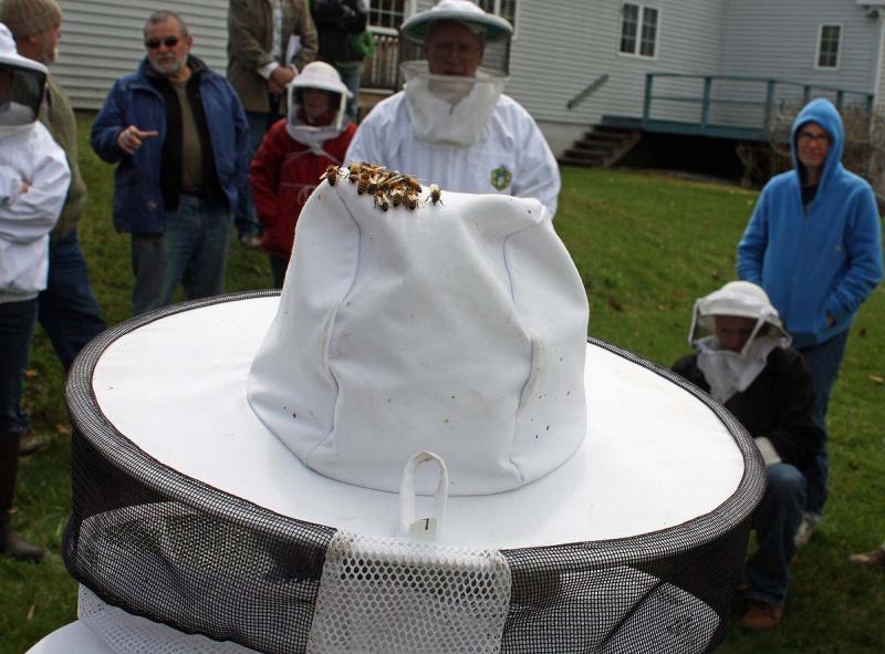 Bees gather on Jean Vose's hat and veil during Saturday's beehive installation. (Photo by Holly S. Edwards)