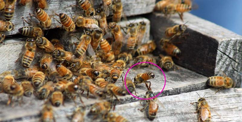 In this photo, the circled bee is fanning nasonov pheromone, telling the other bees, 'The queen is here in, this is our home, come quick and join the party.' (Photo by Holly S. Edwards)