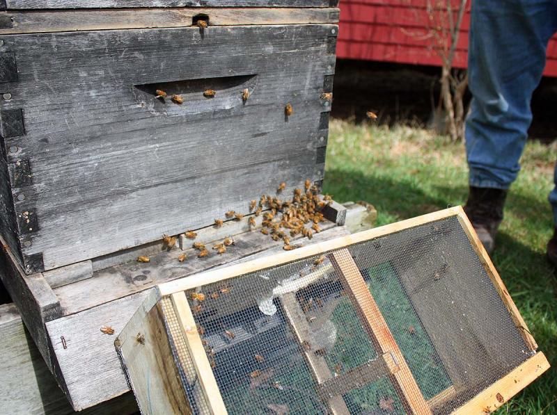 Nearly all the bees from the first package have found their way inside their new home in Nobleboro. (Photo by Holly S. Edwards)