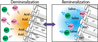 tooth remineralization demineralization teeth process speaking tip week penbay