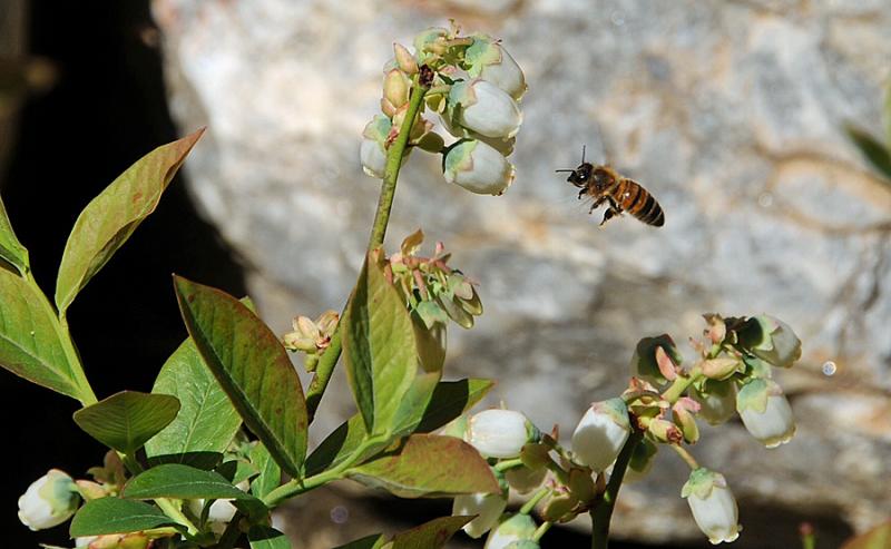 Another photo of one of our new honeybees discovering our neighbor's blueberry bushes. (Courtesy Charles and Carol Gale)