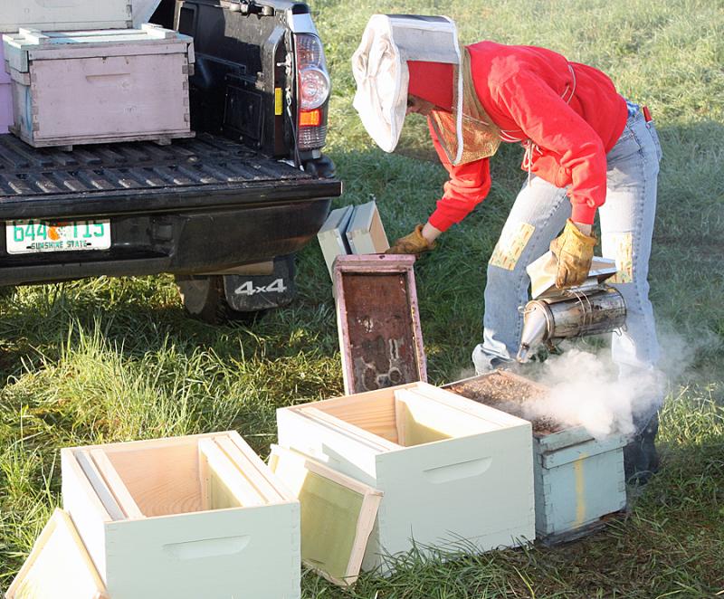 Khara Matcham, who raises queen bees when she's not delivering honeybees for Sunshine Apiary, smokes the bees in the box to settle them and push them back inside. (Photo by Holly S. Edwards)