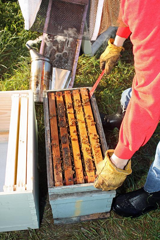 Khara Matcham uses a hive tool to pry apart frames "glued" together with propolis by the bees. (Photo by Holly S. Edwards)