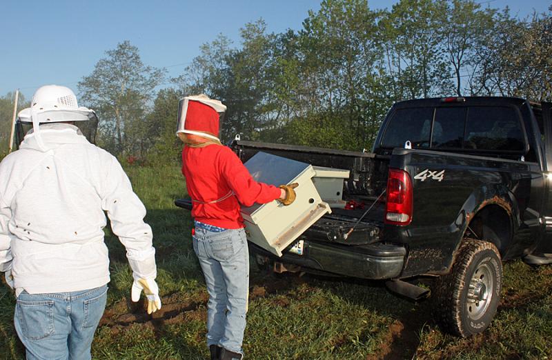 Loading up our bees into the back of our truck. (Photo by Zak Edwards)