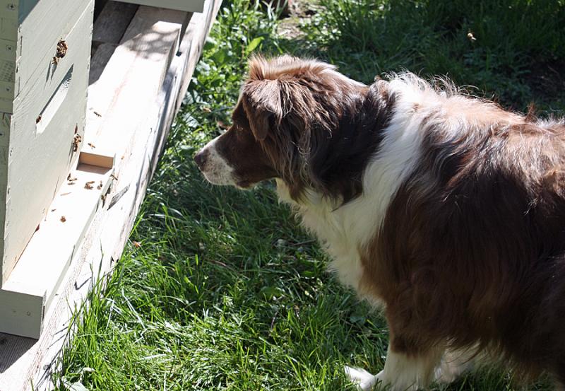 My old girl, Sydney, checks out the bees. (Photo by Holly S. Edwards)
