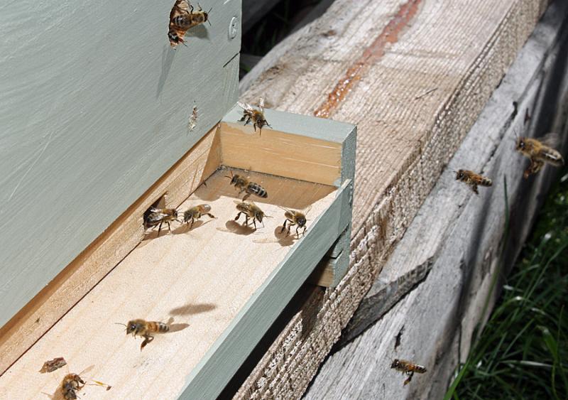 And then the flying back and forth really started in earnest. By noon, many would be coming back, their back legs laden with bright yellow pollen. (Photo by Holly S. Edwards)