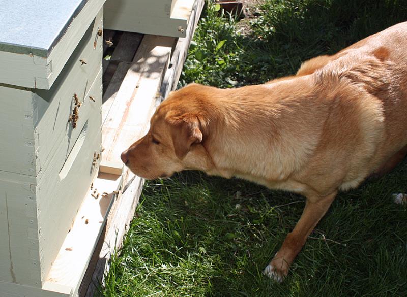 Shnuck checks out the bees too, only he got much closer... (Photo by Holly S. Edwards)