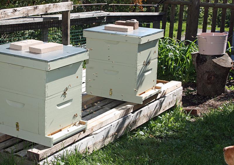 Our hives set up in Camden, and as the sun begins to warm the boxes, the bees begin taking orientation flights. (Photo by Holly S. Edwards)