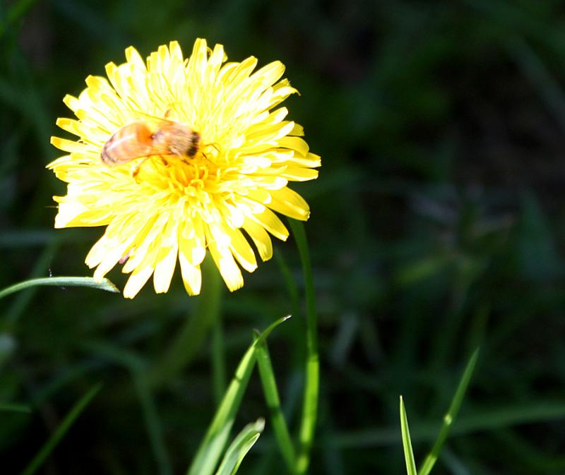 One of our "girls" on a dandelion in the backyard, not far from the hive. (Photo by Holly S. Edwards)