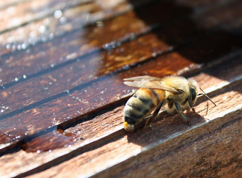 Another honeybee up on the deck. (Photo by Holly S. Edwards)