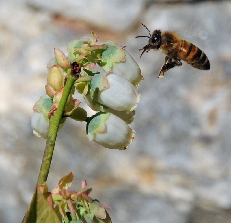 One of "girls" discovering the Gale's blueberry bushes, behind our house. (Courtesy Charles and Carol Gale)