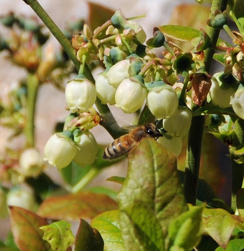 A honeybee and blueberry bush meeting. (Courtesy Charles and Carol Gale)