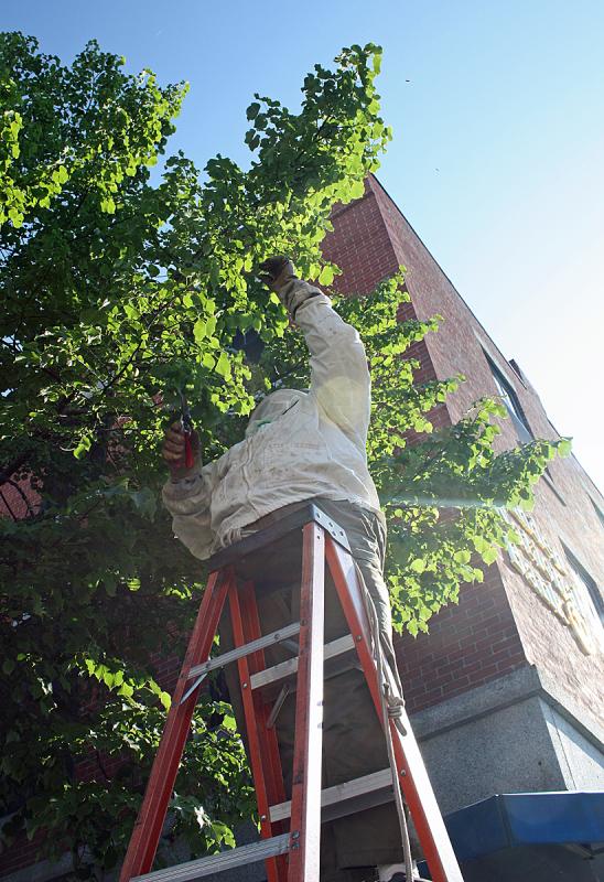 After circling around Main Street around 4:30 p.m. Friday, the honeybee swarm settled on this tree in front of Camden National Bank. (Photo by Holly S. Edwards)