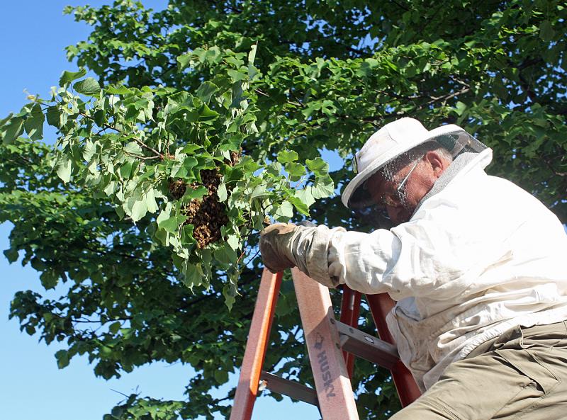 A honeybee swarm is docile and easy to handle because they exhibit defensive behavior only when they have a hive to protect. When moving around honeybees, slow and quiet keeps everyone safe. (Photo by Holly S. Edwards)