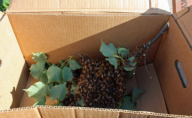 The honeybee swarm inside the box, ready for transport to a new, more suitable home than Main Street in Rockland. (Photo by Holly S. Edwards)