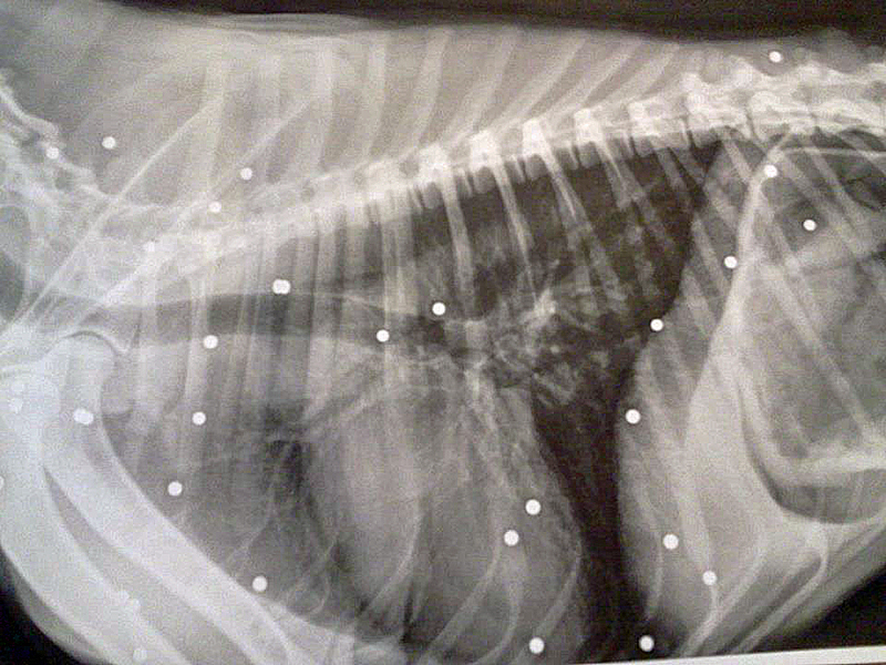 At least 27 BB shots can be seen on this X-ray of Lady's torso. (Courtesy Lincoln County Animal Shelter)