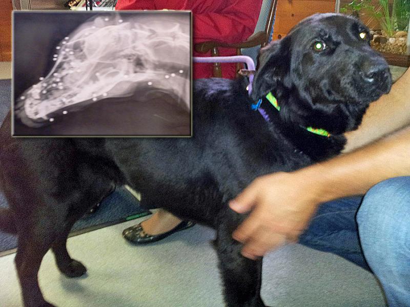 Lady, a 1-year-old stray black Laborador, was found in Waldoboro and held for 10 days before being put up for adoption and brought to the veterinarian to be spayed. That's when they learned the 'super friendly' dog's secret -- that someone in her past had assaulted her with at least 83 BB shots, and the evidence had healed under her skin. (Courtesy Lincoln County Animal Shelter)