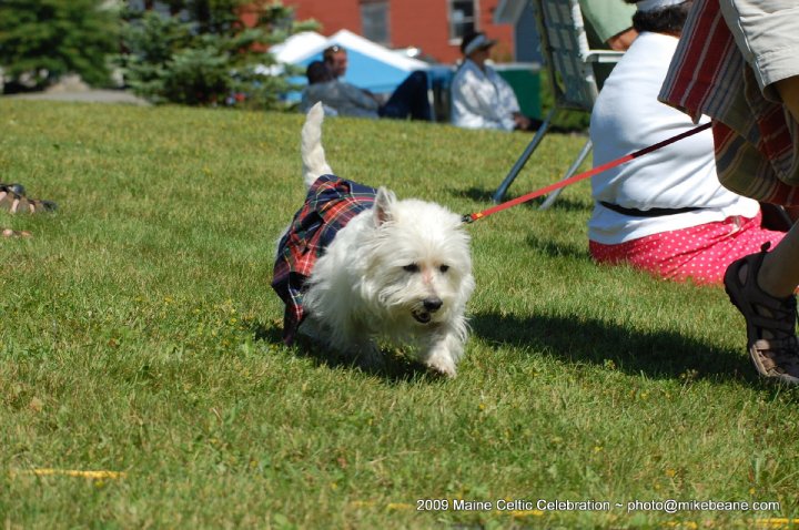 Duncan dressed up for the 2009 Dog Show (Courtesy Maine Celtic Celebration)