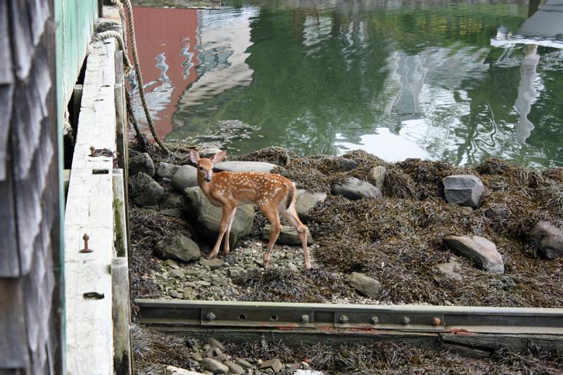 A schooner captain noticed the injured fawn on the rocks at low tide at the head of Camden Harbor Wednesday morning and called Harbormaster Steve Pixley. (Photo by Holly S. Edwards)