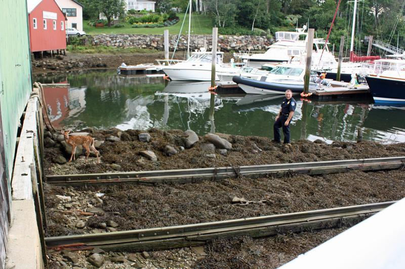 Camden Police Chief Randy Gagne keeps an eye on the injured fawn. (Photo by Holly S. Edwards)