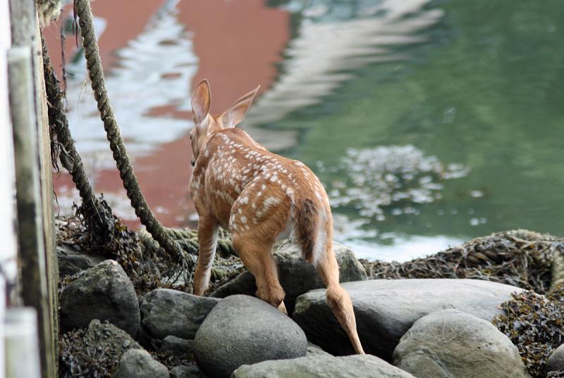 With too many people assembling, the injured fawn hobbles around the corner of the boathouse on Atlantic Avenue. (Photo by Holly S. Edwards)