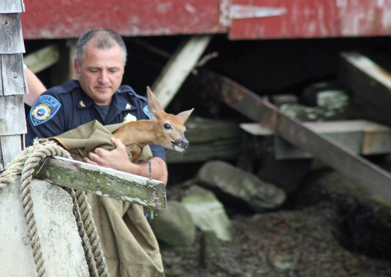 When the fawn slipped, Chief Randy Gagne saw his chance to scoop it up. (Photo by Holly S. Edwards)