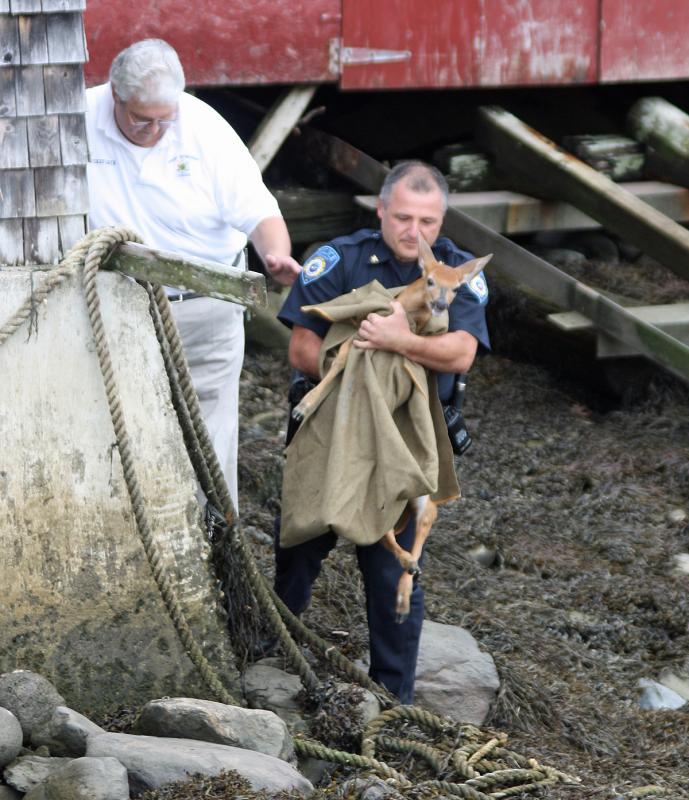 The scared fawn, with a broken leg, made a lot of noise in Camden Harbor Wednesday morning, bleating loudly in distress. (Photo by Holly S. Edwards)
