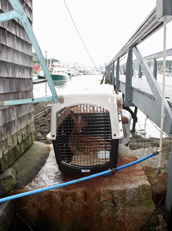 The injured fawn sits in the crate with a nice view of Camden Harbor Wednesday morning. (Photo by Holly S. Edwards)