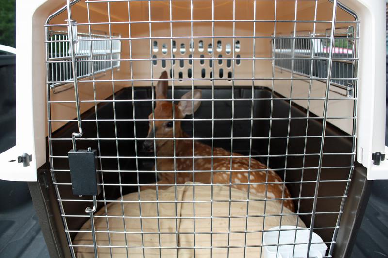 Next stop for this fawn: Wildlife Care Center in Vassalboro. (Photo by Holly S. Edwards)