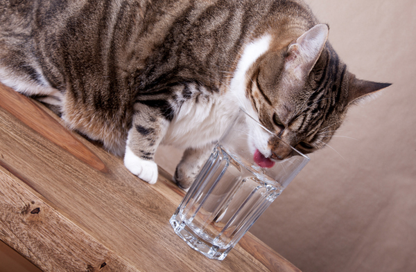 Why Does My Cat Drink from my Water Glass (& How to Stop it