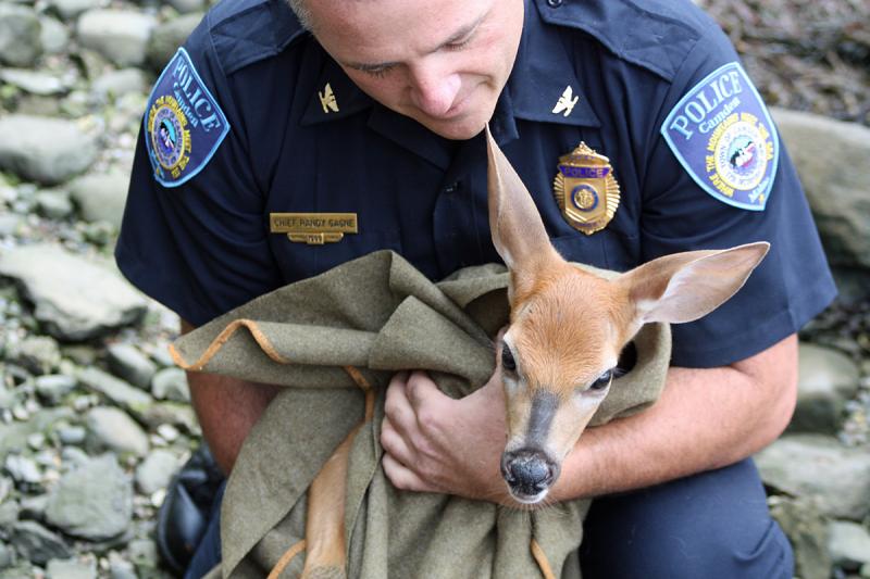 Camden Police Chief Randy Gagne tries to calm a scared fawn with a broken leg he had just rescued from the head of Camden Harbor. (Photo by Holly S. Edwards)