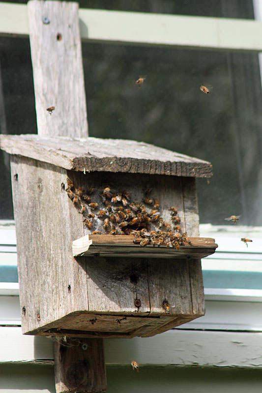 Busy bees making orientation and poop flights, especially after the sun came out Sunday, Sept. 22. (Photo by Holly S. Edwards)